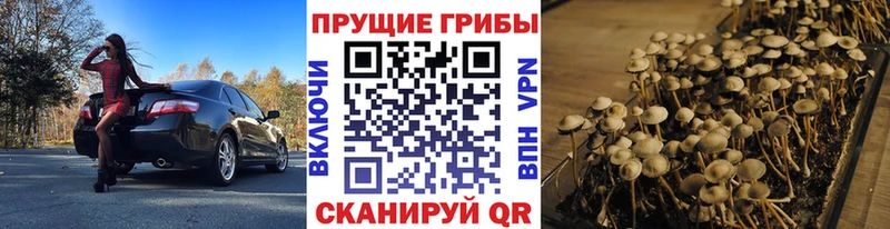 Псилоцибиновые грибы GOLDEN TEACHER  наркота  Ярцево 
